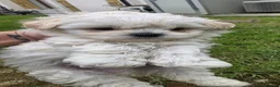 Maltese cani in vendita: Maltese  - Annuncio 10