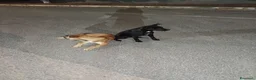 Meticcio cani in regalo: Cagnolini che cercano amore - Annuncio 2