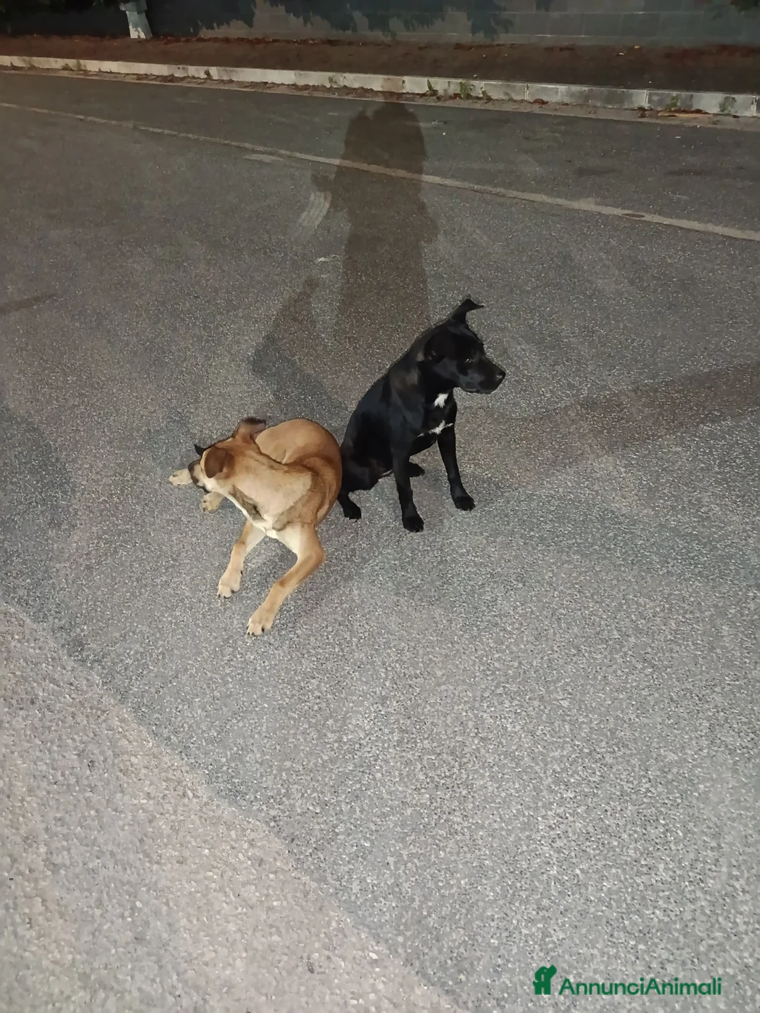 Meticcio cani in regalo: Cagnolini che cercano amore - Annuncio 2
