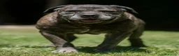 Cane Corso cani in regalo: MAMBO CERCA IL SUO MIRACOLO, ADOZIONE A DISTANZA - Annuncio 2