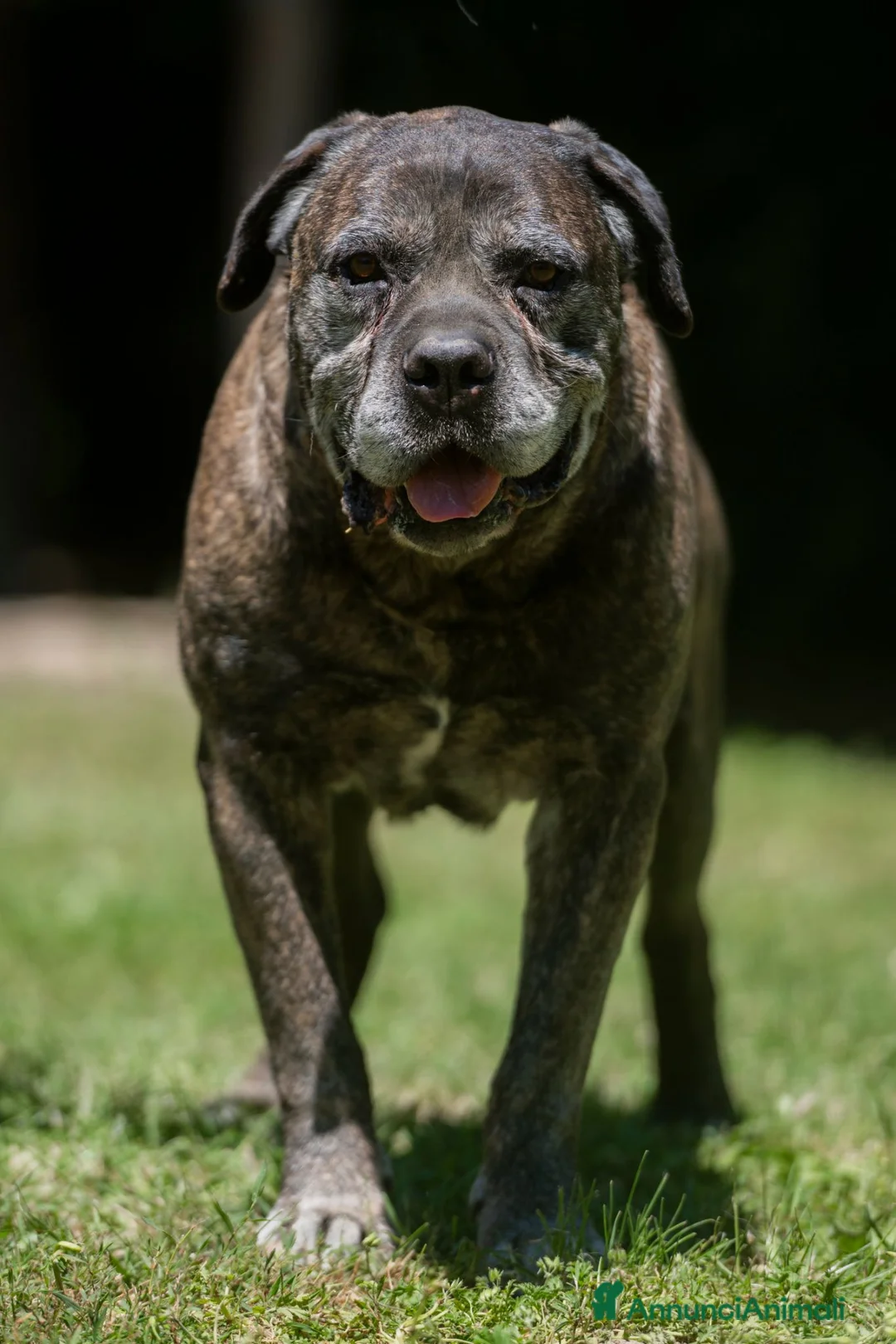 Cane Corso cani in regalo: MAMBO CERCA IL SUO MIRACOLO, ADOZIONE A DISTANZA - Annuncio 2