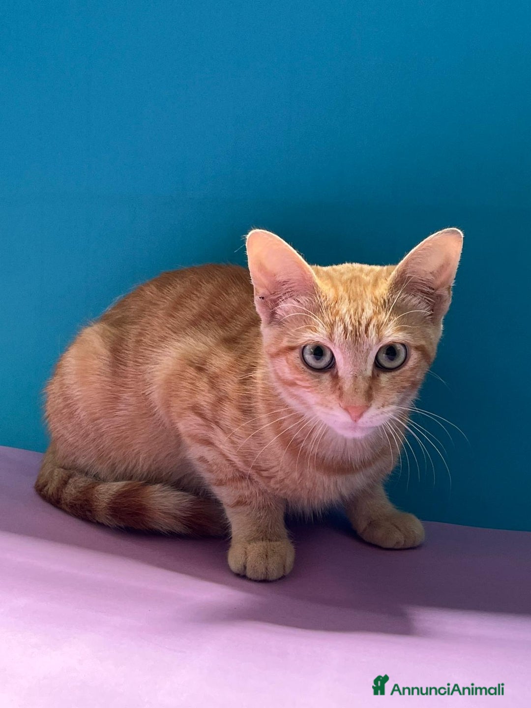 Europeo gatti in regalo: Micino rosso maschio occhi verdi - Annuncio 4
