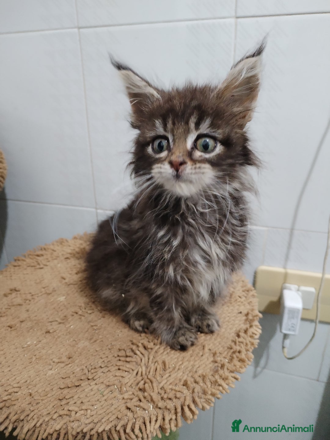 Maine Coon gatti in vendita: Maine coon  - Annuncio 2