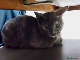 Meticcio gatti SOS SOS TEMPESTA - Annuncio 2