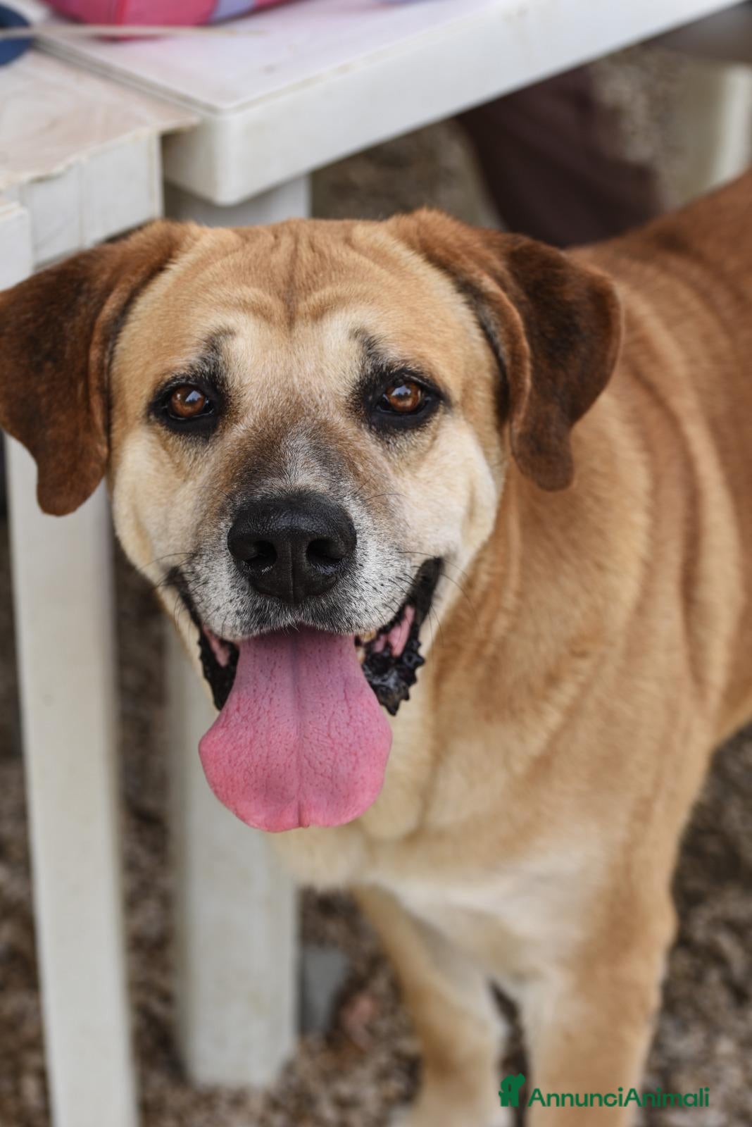 Meticcio cani JACK TANTI ANNI IN UN CANILE DEL SUD, IN ADOZIONE - Annuncio 1