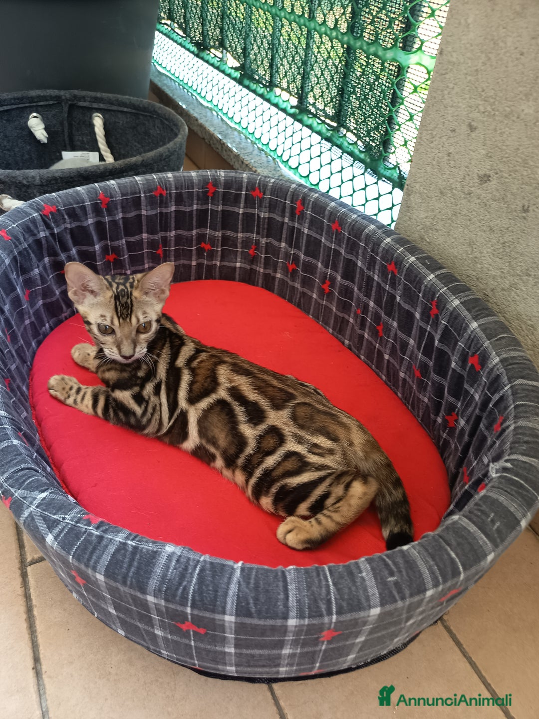 Bengala gatti in vendita: Brown Spotted  a Città metropolitana di Milano - Immagine 12