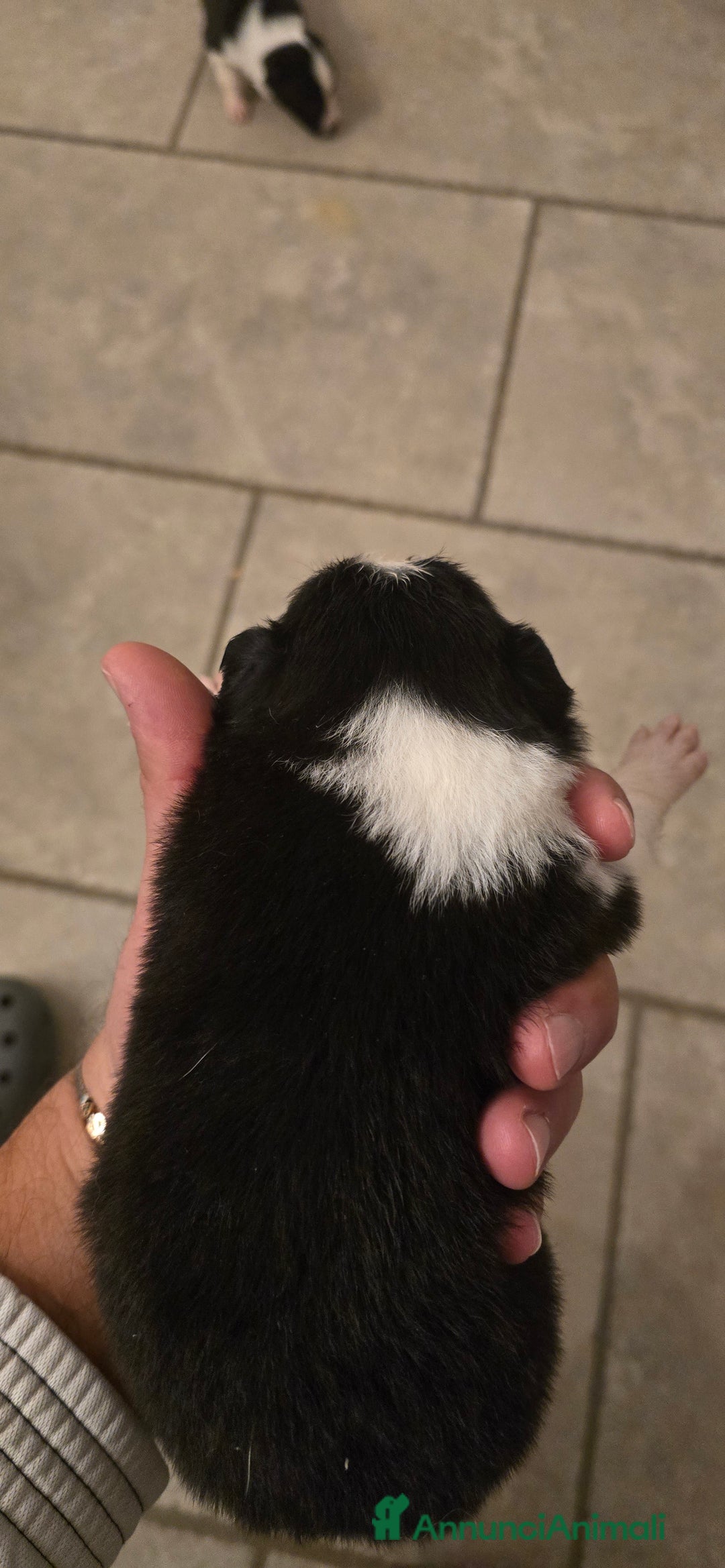 Border Collie cani in vendita: Cuccioli di border collie  - Annuncio 18