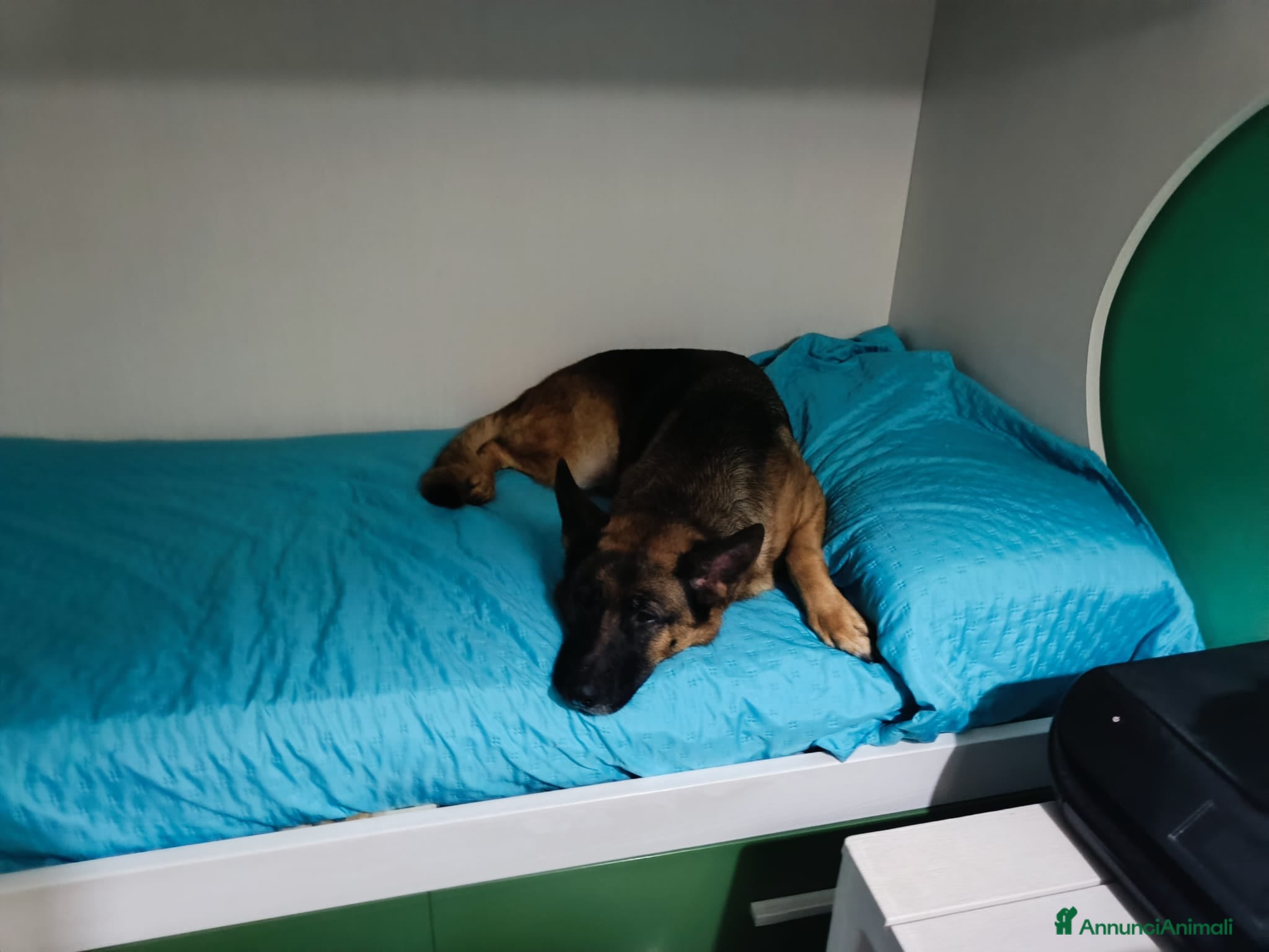 Pastore Tedesco cani Pastore Tedesco pura,bellissima 4anni COSENZA SOS - Annuncio 2