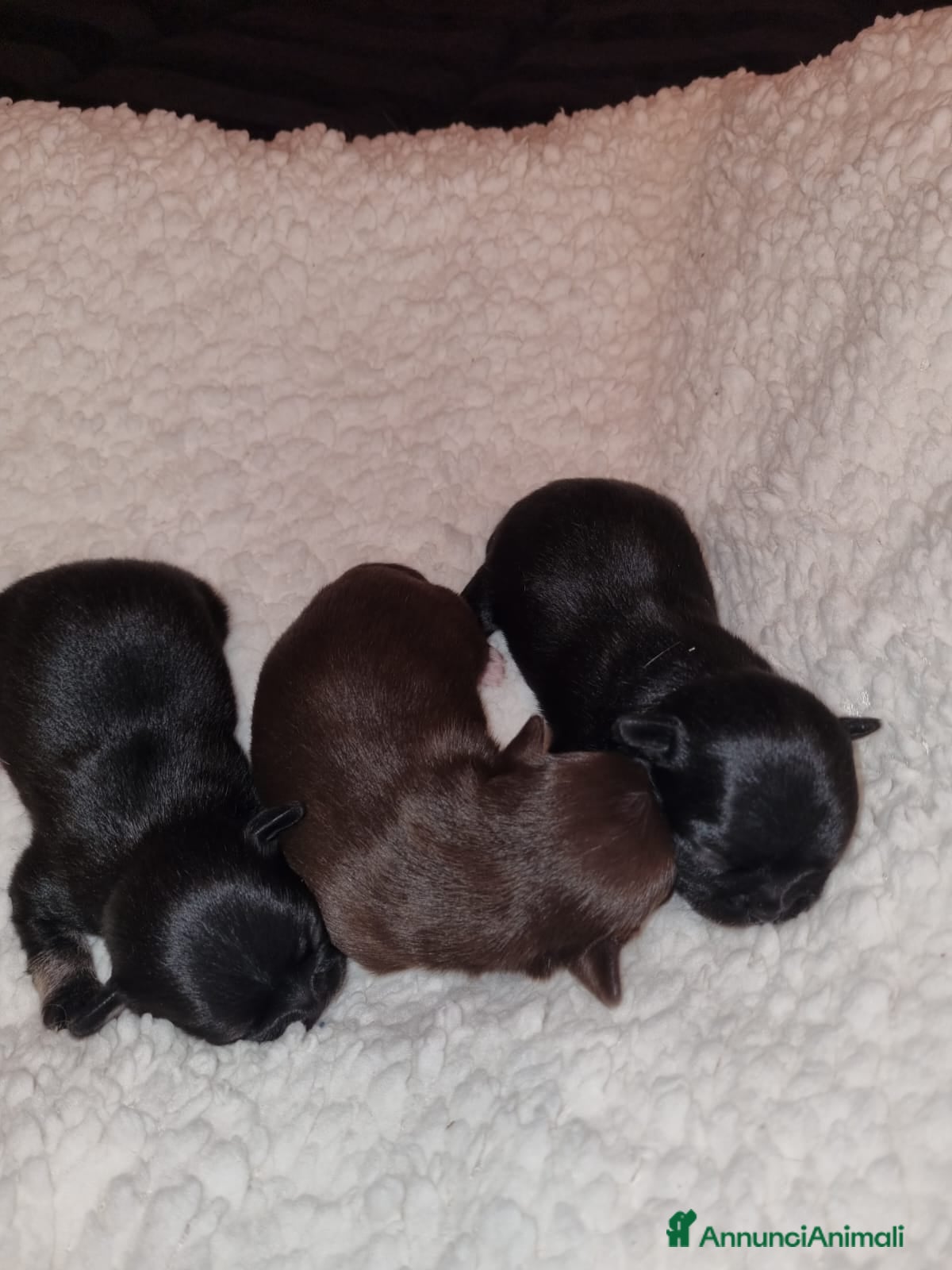 Chihuahua cani Cuccioli chiuhauha PURI toy - Annuncio 14