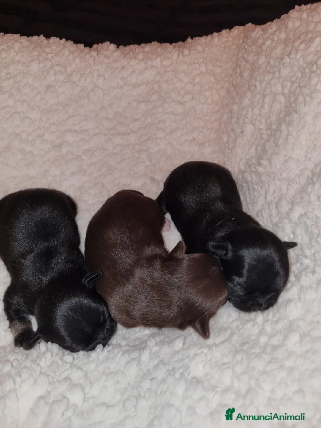 Chihuahua cani in vendita: Cuccioli chiuhauha PURI toy - Annuncio 1