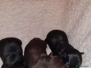 Chihuahua cani Cuccioli chiuhauha PURI toy - Annuncio 2