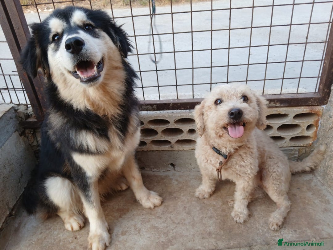 Maltese cani in regalo: Lola, una piccola maltese - Annuncio 3