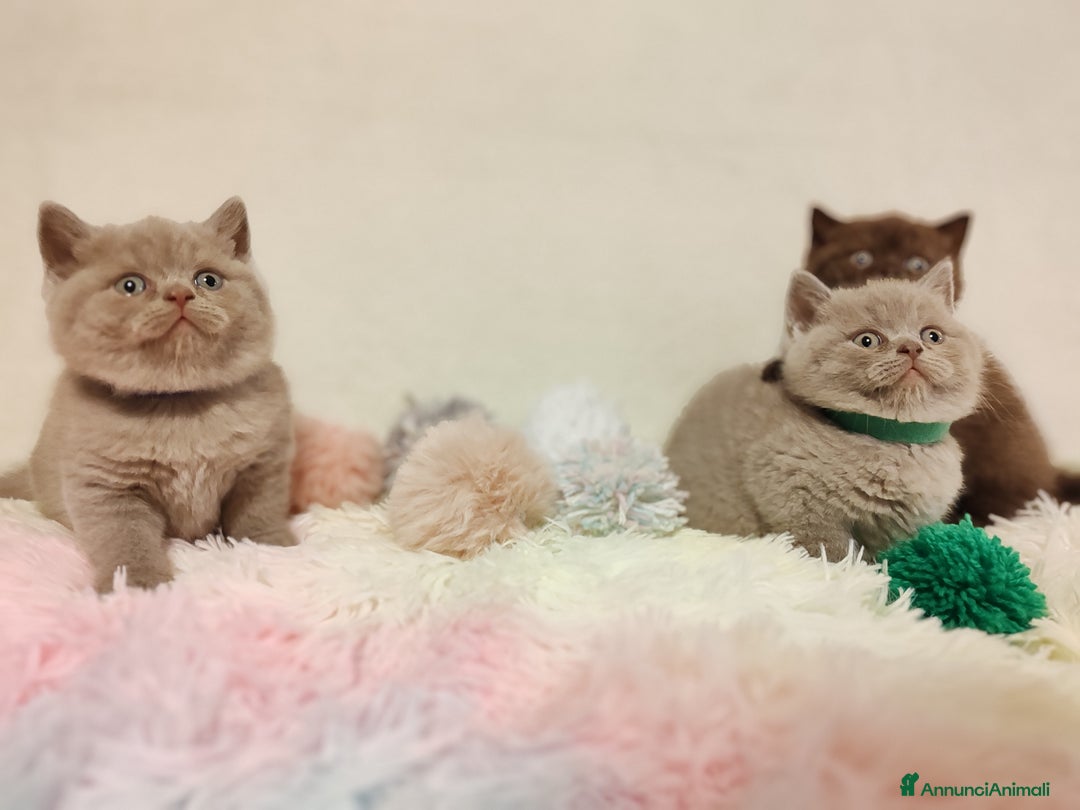 Scottish gatti in vendita: British S. straight femmina - Annuncio 6