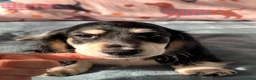Bassotto Nano cani in vendita: Bassotti a pelo lungo  - Annuncio 5
