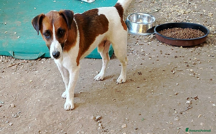 Meticcio cani a Città metropolitana di Milano - Annuncio 1