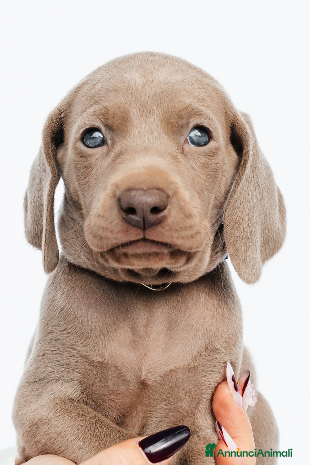 Weimaraner cani in vendita: Cucciole di weimaraner con pedigree Enci - Annuncio 4