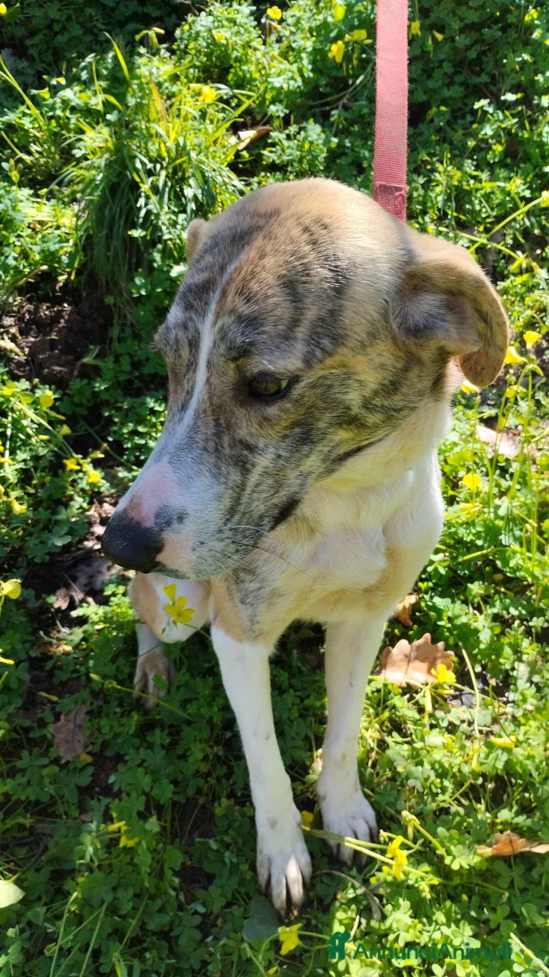 Meticcio cani in regalo: UNA FAMIGLIA PER TERRY - Annuncio 2