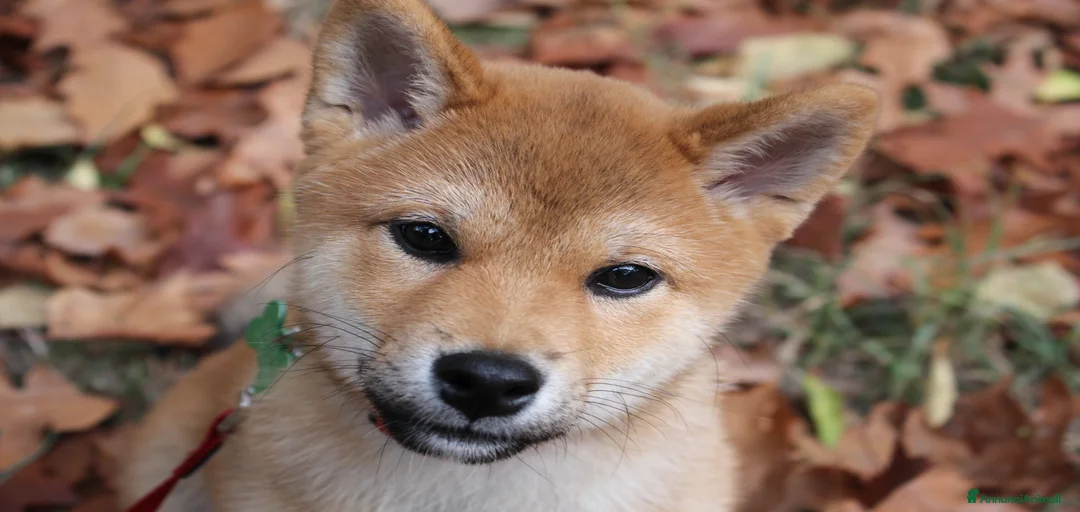 Immagine della galleria {{count}}