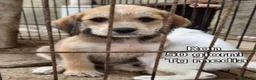 Meticcio cani in regalo: SALVA UN CUCCIOLO! a Provincia di Reggio Emilia - Annuncio 7