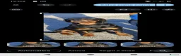 Rottweiler cani in vendita: Vendo cuccioli di Rottweiler  - Annuncio 4