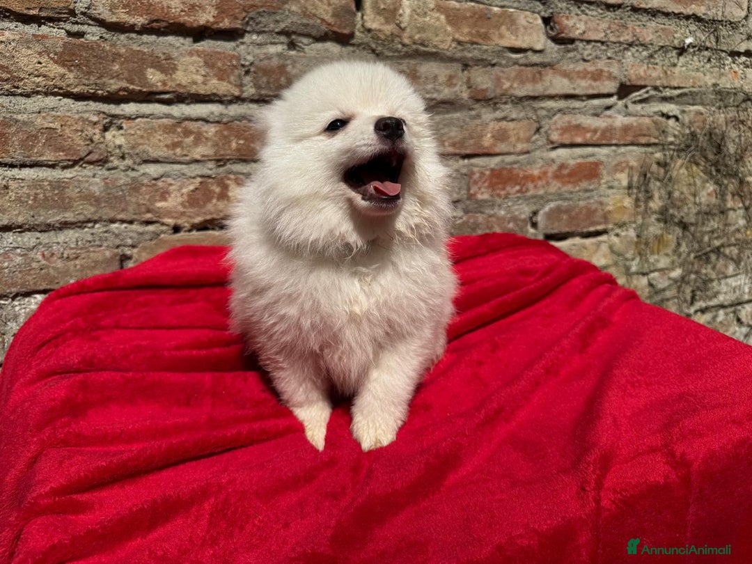 Volpino Italiano cani in vendita: Volpino italiano  a Provincia di Lucca - Immagine 4