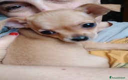 Chihuahua cani in vendita: Cuccioli di chihuahua deliziosi a Città metropolitana di Roma Capitale - Immagine 9