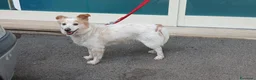 Meticcio cani in regalo: NONNA PESCA HA BISOGNO DI UNA CASA, IN ADOZIONE - Annuncio 3