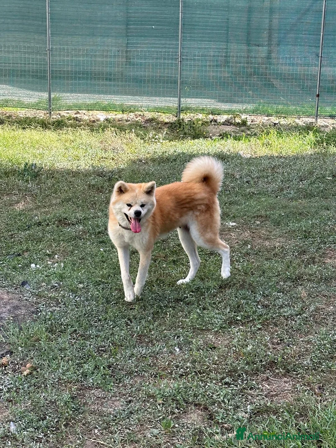 Akita Inu cani in regalo: Akita inu. Pedigree . Femmina - Annuncio 2