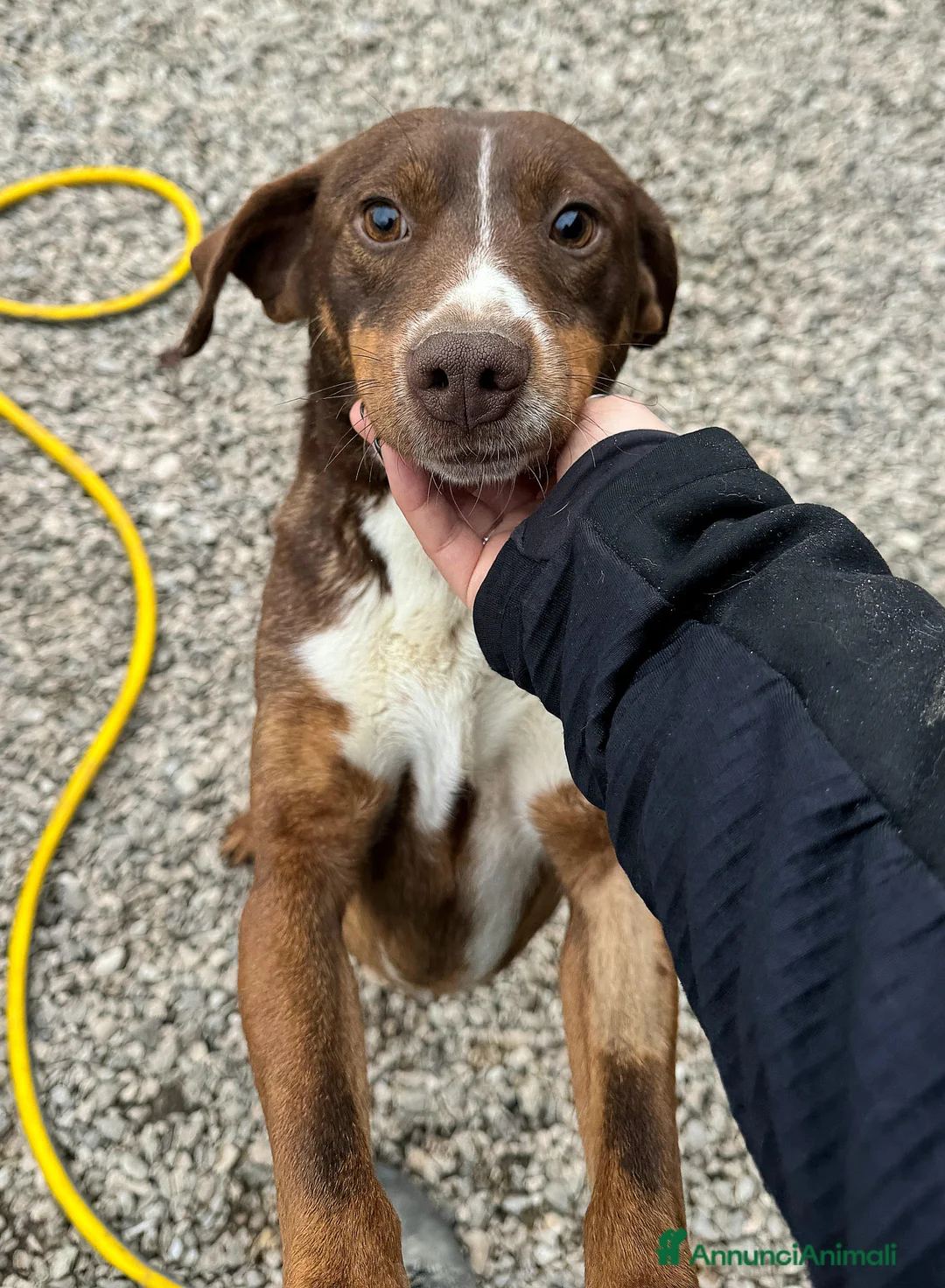 Meticcio cani in regalo: Rudy 4 anni Taglia piccola  - Annuncio 4