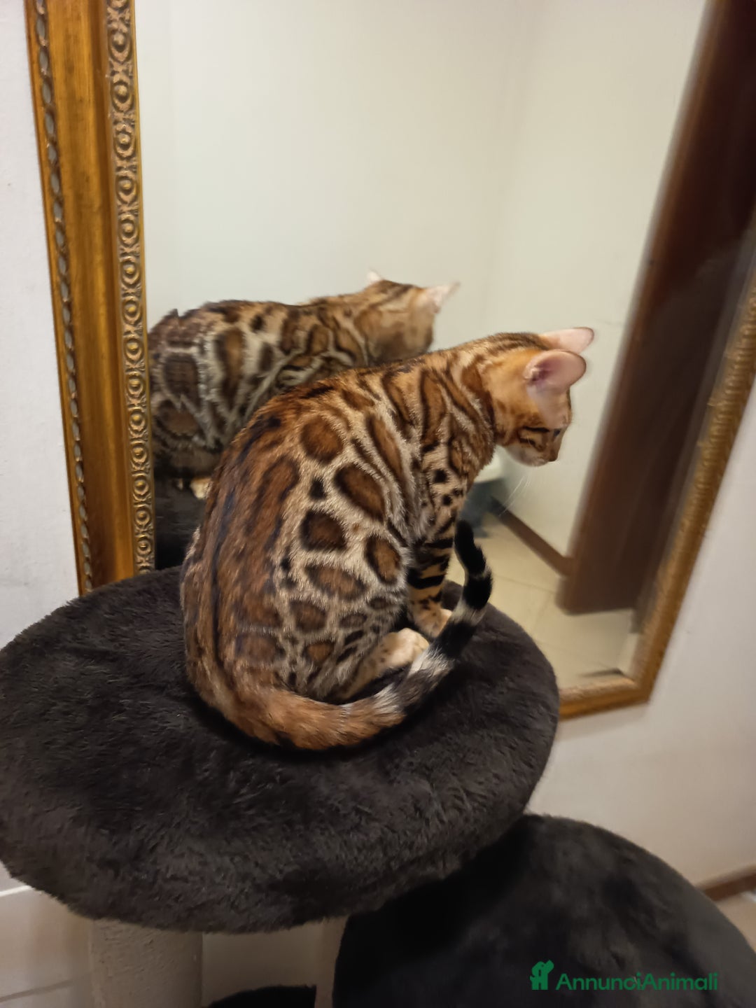 Bengala gatti in vendita: meraviglioso maschietto Bengala  - Annuncio 5