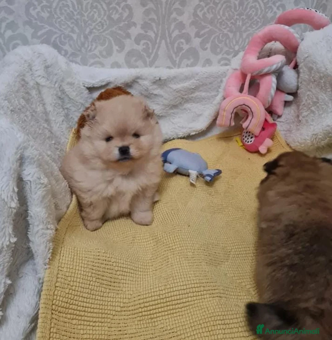 Volpino Pomerania cani in vendita: Adorabili cuccioli di Pomerania mini Teddy  - Annuncio 10