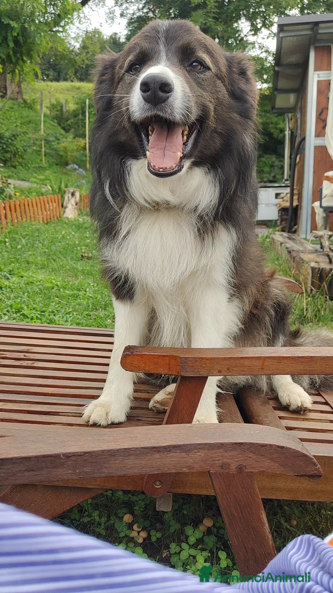 Border Collie cani in vendita: Eccoci arrivati - Annuncio 5