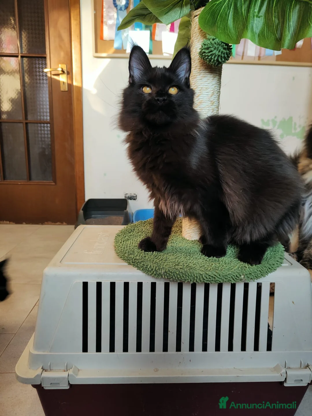 Maine Coon gatti in vendita: Ultimi 4 cuccioli Maine Coon - Annuncio 2