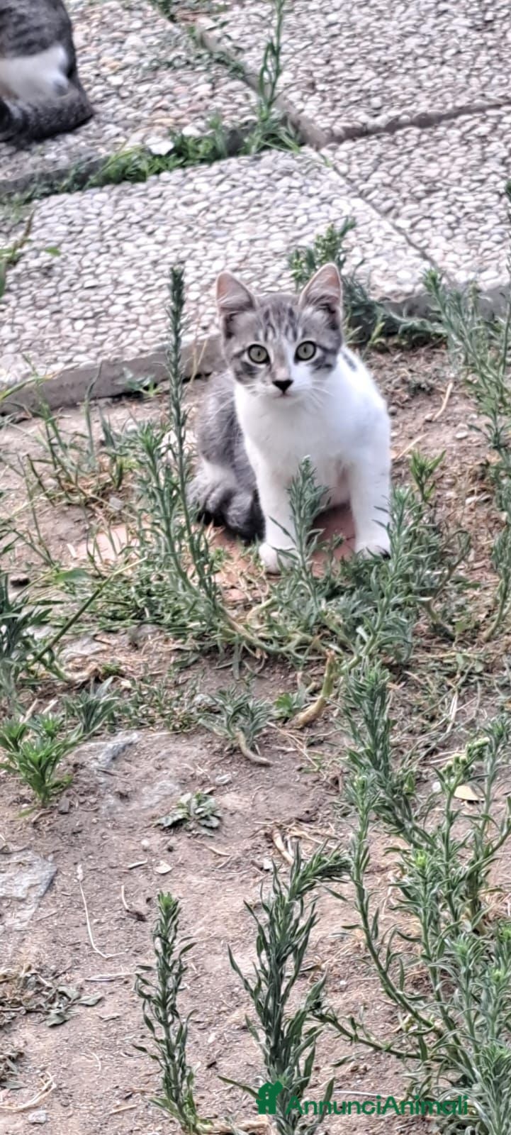 Meticcio gatti 3micini 3mesi e mammina DA SALVARE!! VOGHERA PV - Annuncio 5