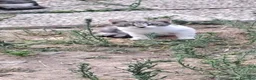 Meticcio gatti in regalo: 3micini 3mesi e mammina DA SALVARE!! VOGHERA PV - Annuncio 1