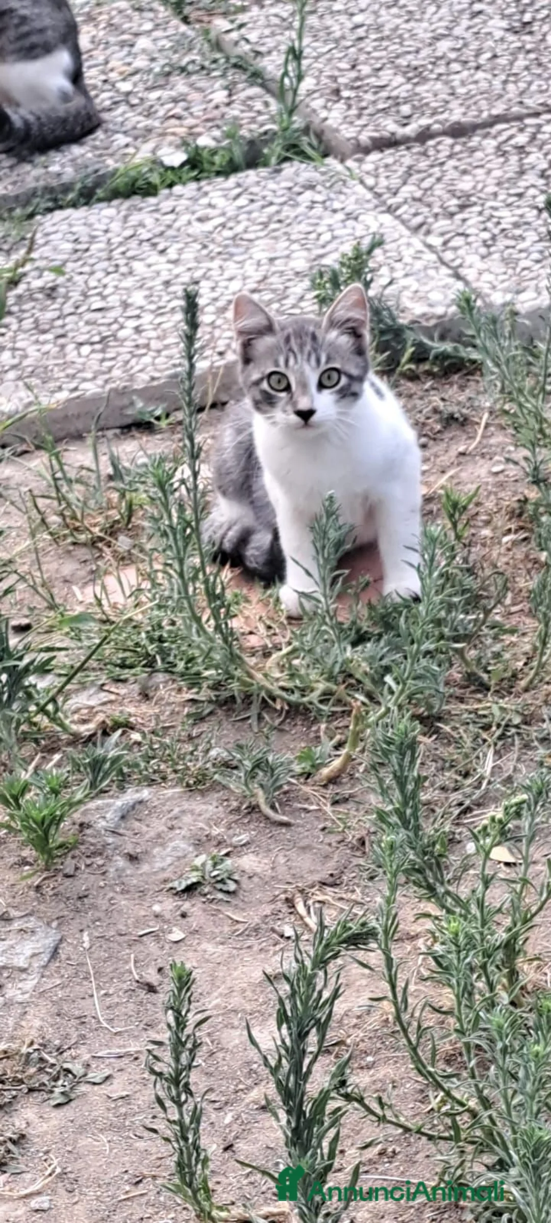 Meticcio gatti in regalo: 3micini 3mesi e mammina DA SALVARE!! VOGHERA PV - Annuncio 1