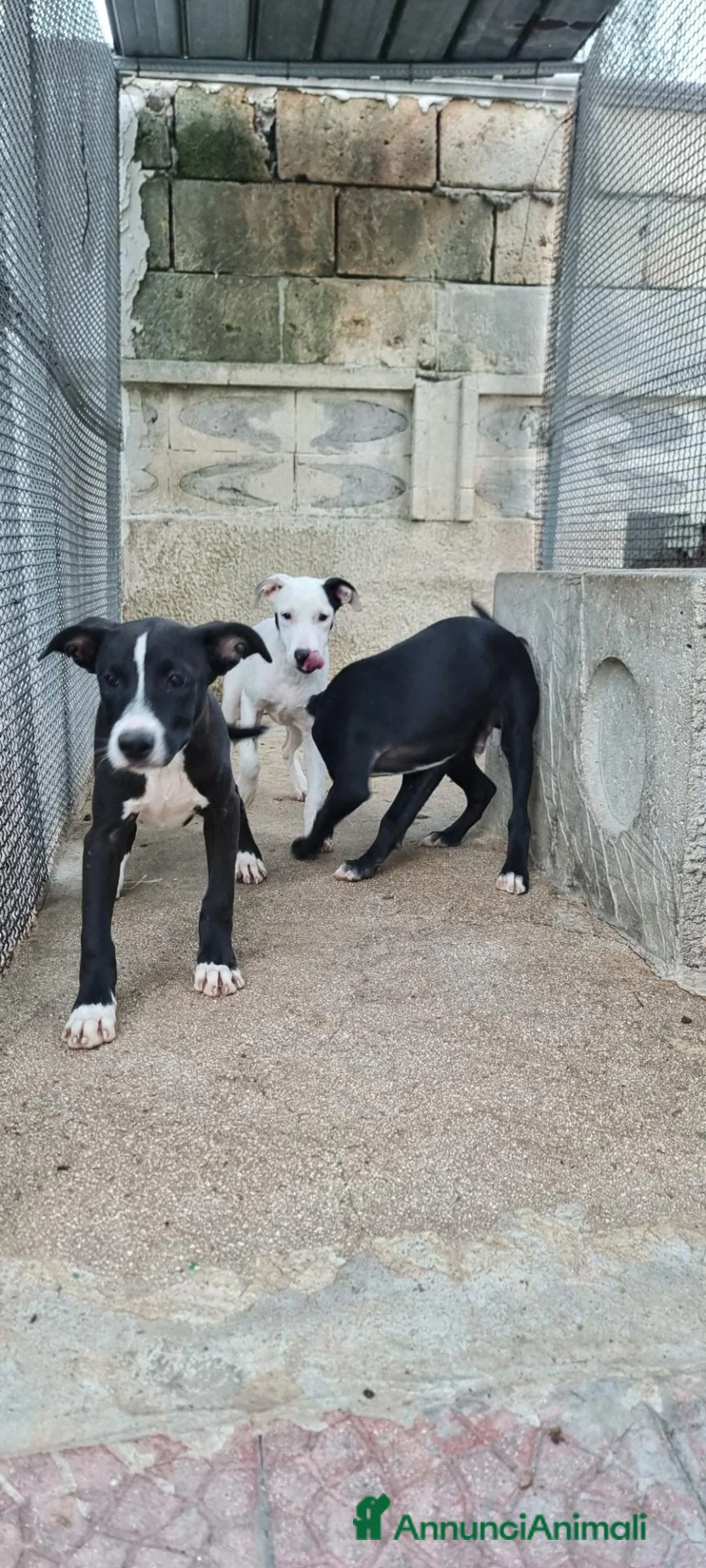 American Staffordshire cani in vendita: Cuccioli Amstaff 250 con pedigree  a Città Metropolitana di Bari - Annuncio 10