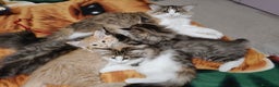 Norvegese gatti in vendita: CUCCIOLI GATTO NORVEGESE DELLE FORESTE - Annuncio 11