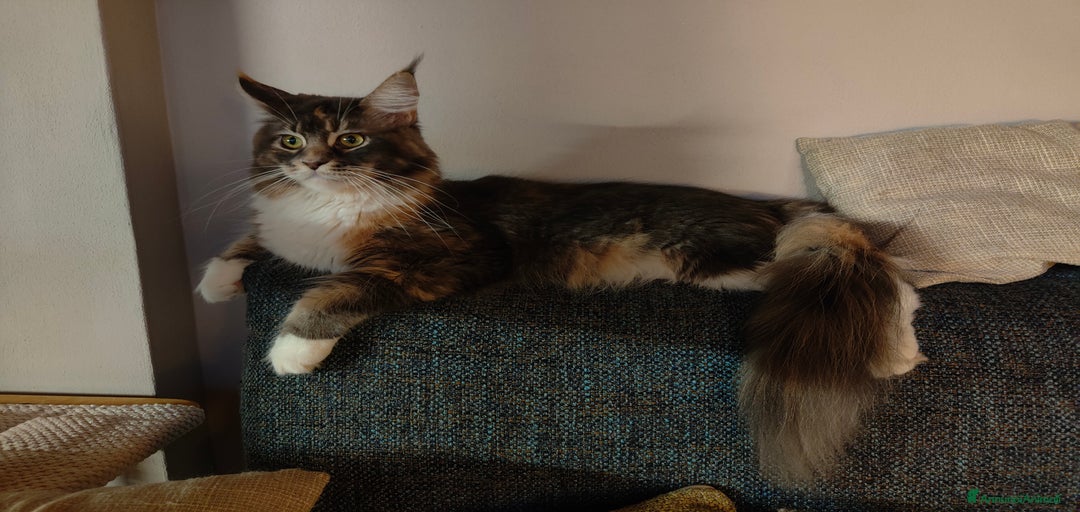 Immagine della galleria {{count}}