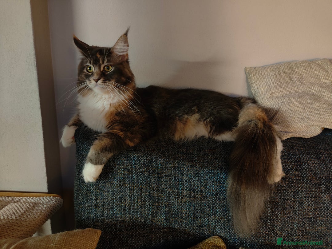 Immagine della galleria {{count}}