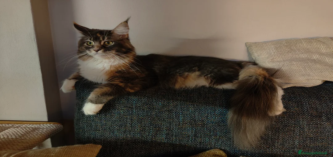 Immagine della galleria {{count}}