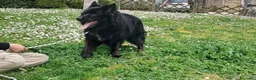 Meticcio cani in regalo: NONNO NOE' HA BISOGNO DI VOI, ADOZIONE A DISTANZA - Annuncio 2
