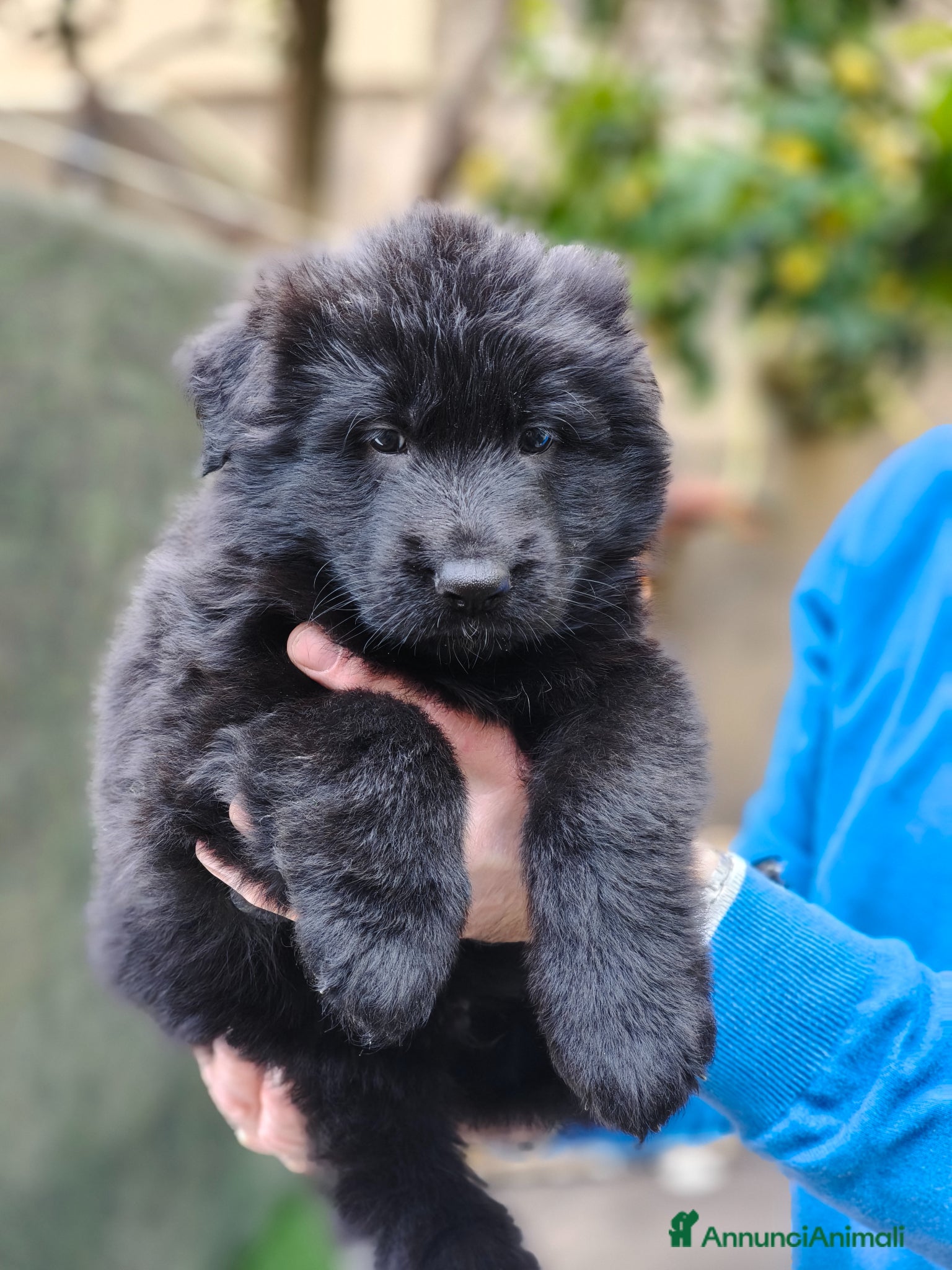 Pastore Tedesco cani Cuccioli Pastore Tedesco Pelo Lungo  - Annuncio 4