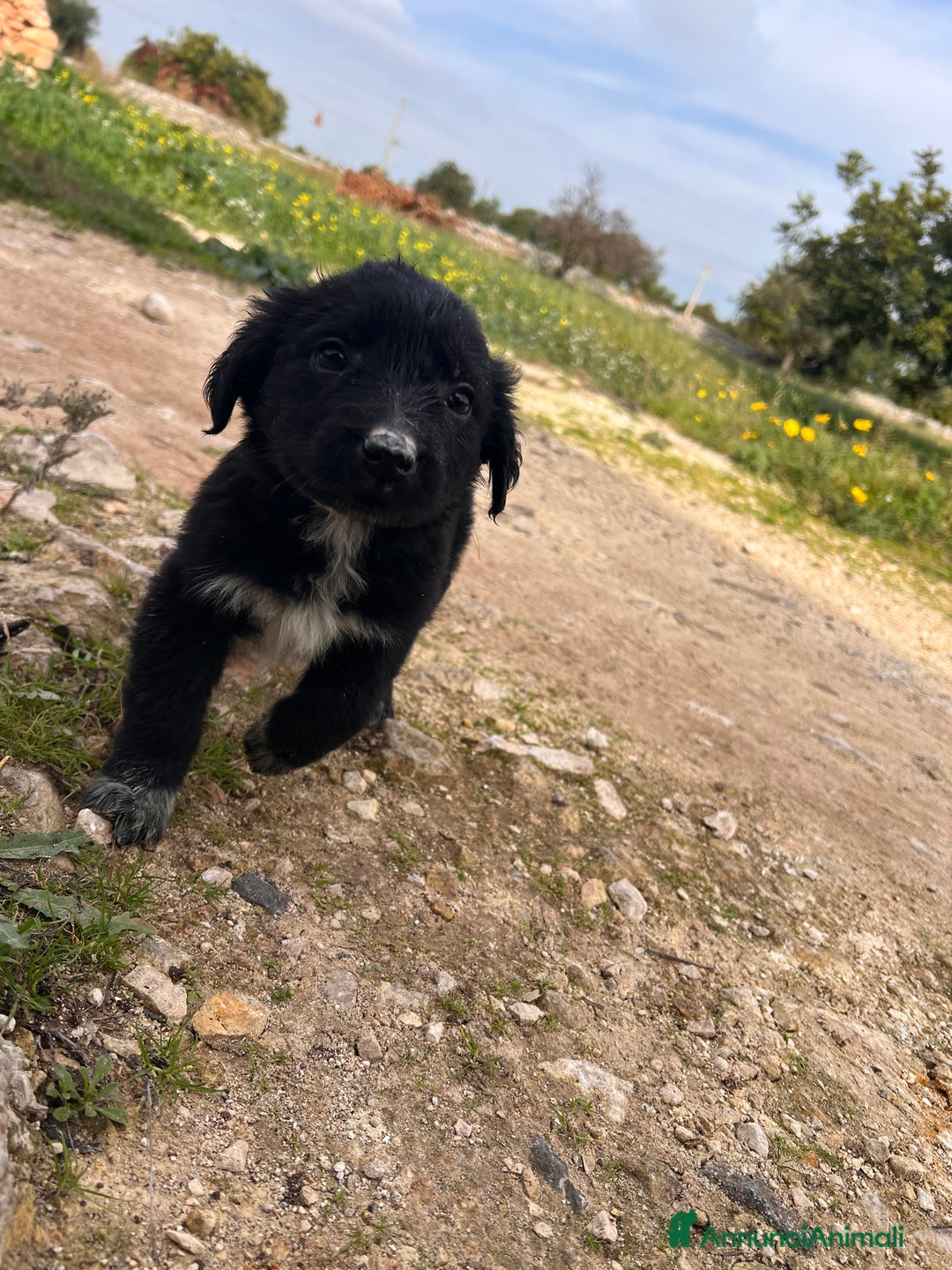 Meticcio cani in regalo: IN REGALO!!!!! - Annuncio 7