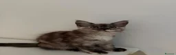 Maine Coon gatti in vendita: Speldidi cuccioli di maine coon a Provincia di Como - Annuncio 2