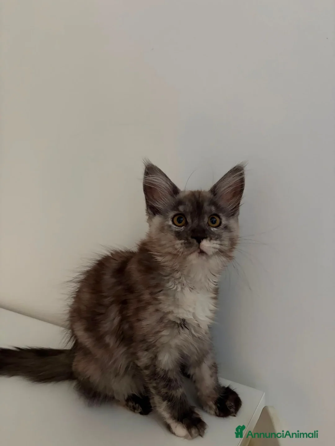 Maine Coon gatti in vendita: Speldidi cuccioli di maine coon a Provincia di Como - Annuncio 2