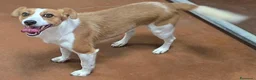 Meticcio cani in regalo: Pericle 2 anni Taglia piccola  a Provincia di Teramo - Annuncio 5