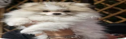 Volpino Pomerania cani in vendita: Volpino pomerania - Annuncio 7