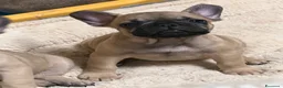 Bulldog Francese cani in vendita: Bulldog francese a Città metropolitana di Catania - Annuncio 3