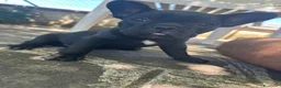 Bulldog Francese cani in vendita: bulldog francese nero tigrato  - Annuncio 7